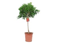 Kuflik (Callistemon Citrinus Splendens) na pniu - don. 21 cm