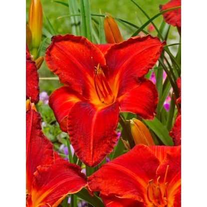 Liliowiec (Hemerocallis Amadeus)