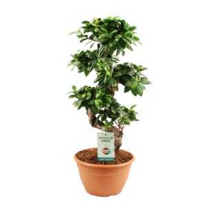 Zielony Ficus Ginseng jako roślina doniczkowa w doniczce.