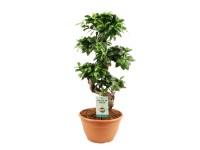 Figowiec tępy Ginseng (Ficus microcarpa) - don. 22 cm