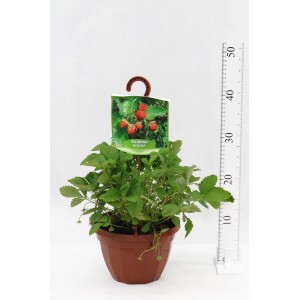 Poziomka pospolita (Fragaria vesca) w doniczce z dojrzałymi, czerwonymi owocami i zielonymi liśćmi.