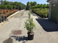 Miłorząb japoński Fastigiata - wys. 125-150 cm