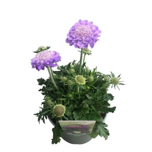 Driakiew 't.b.t.' w doniczce, cieniolubna bylina z fioletowymi kwiatami.