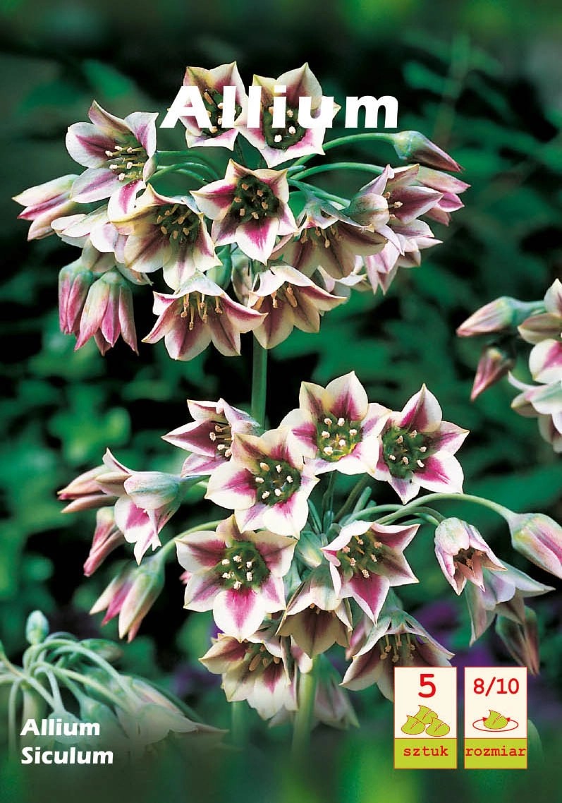 Allium Siculum 5szt kupuj w OBI