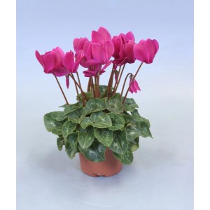 Różowy cyklamen w doniczce z zielonymi liśćmi.