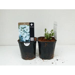 Dwie rośliny t.b.t. w czarnych doniczkach, jedna z etykietą. Roślina kwitnąca.