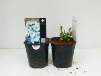 Brunnera Alexander wys. 35 cm don. 17cm