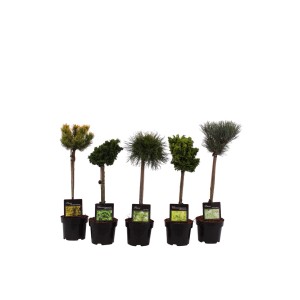 Różne iglaki t.b.t. w doniczkach, wybór iglaków ozdobnych.