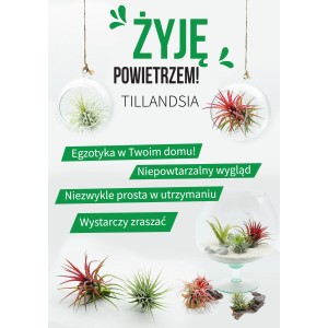 Różne oplątwy/Tillandsie w szklanych kulach i na podstawkach, łatwe w pielęgnacji rośliny doniczkowe.