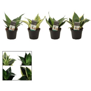 Różne rośliny doniczkowe t.b.t. w doniczkach, zielone liście.