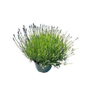 Kępiasta, zielona roślina balkonowa z fioletowymi kwiatami w doniczce.