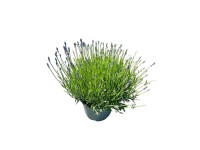 Lawenda (Lavandula ang. Hidcote) wczesna - don. 23 cm