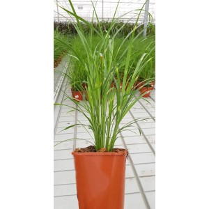 t.b.t. w doniczce, zielone liście, roślina ozdobna do wnętrz i na zewnątrz.