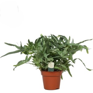 Paproć złocista "Blue Star" (Phlebodium aureum "Blue Star") don. 17 cm