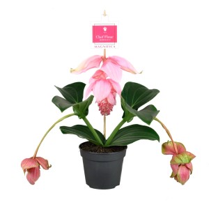 Kwitnąca roślina doniczkowa t.b.t. z różowymi kwiatami.