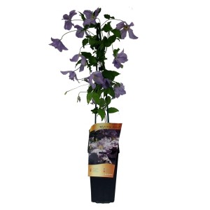 Kwitnący, fioletowy powojnik (Clematis) w doniczce.