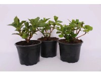 Hortensja (Hydrangea) mix - don. 17 cm