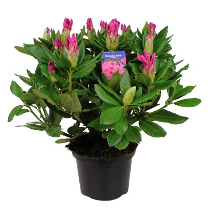 Rododendron (Rhodondendron) mix 15-18 pąk - don. 5 l