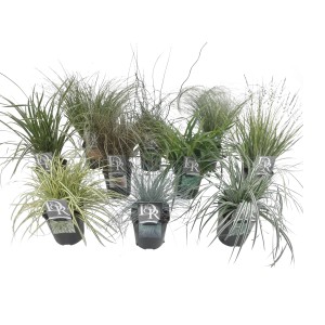 Różne trawy ozdobne t.b.t. jako rośliny doniczkowe, idealne do wnętrz.