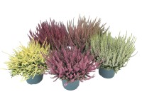 Wrzos (Calluna Garden Girls) don. 17 cm