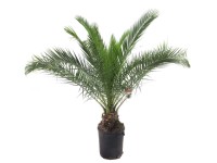 Daktylowiec (Phoenix Canariensis) wys. 180-190cm