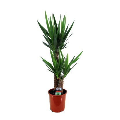 Juka (Yucca) 2 pędy - wys. ok. 110 cm, don. 21 cm