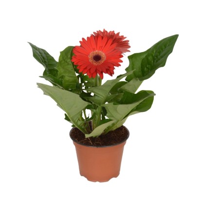 Gerbera 2 kwiaty czerwień - don. 12 cm