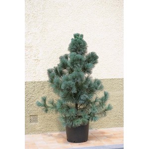 Młoda sosna Sosna w doniczce, szaroniebieskie igły.