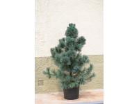 Sosna Ammerland - wys. 100-120 cm