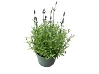 Lawenda (Lavandula ang. Hidcote) - don. 17 cm
