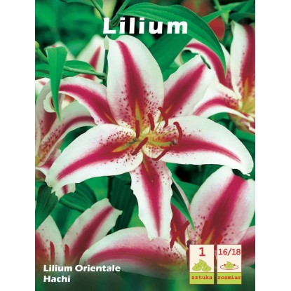 Lilia - Lilium orientale Hachi 1 szt.