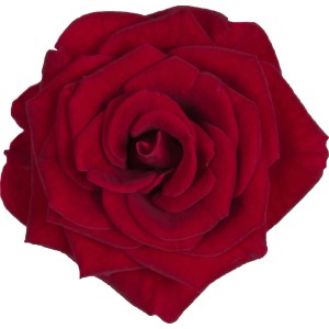 Zbliżenie ciemnoczerwonej róży rabatowej t.b.t.