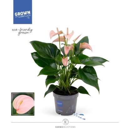Anturium (Anthurium Peach water wick) - don. 12 cm