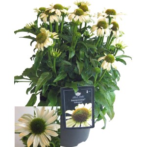 Biała Echinacea 'Snowstorm' w doniczce, atrakcyjna, kwitnąca roślina doniczkowa.