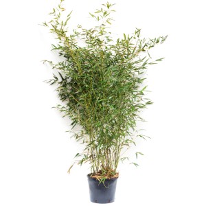 Bambus Bisseta (Phyllostachys bissetii) w doniczce, ok. 26 cm Ø, idealny jako zimozielony żywopłot.
