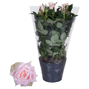 Różowa róża rabatowa w doniczce z delikatnymi kwiatami, zapakowana.