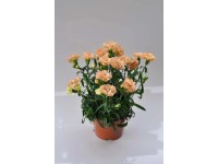 Goździk (Dianthus caryophyllus) mix don. 12 cm