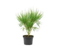 Żarnowiec  (Cytisus sp.) mix na pniu wys. 100cm