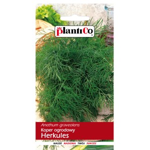 Zdjęcie nasion kopru, kategoria: Nasiona ziół.