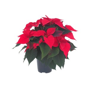 Czerwona gwiazda betlejemska (t.b.t.) w doniczce. Świąteczna dekoracja na Boże Narodzenie.