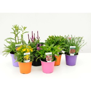 Różne kwitnące rośliny doniczkowe z kategorii 'Pozostałe rośliny kwitnące' w kolorowych doniczkach.