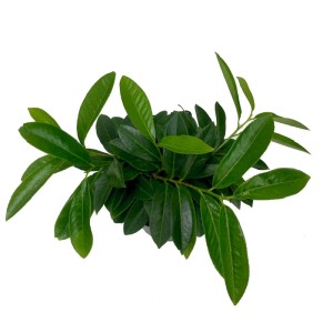 Laurowiśnia wschodnia (Prunus Mount Vernon) don. 19 cm