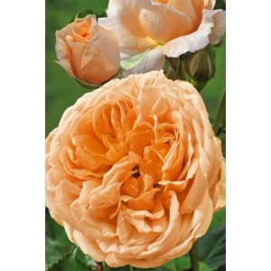 Zbliżenie morelowej róży rabatowej. Kwiaty w pełnym rozkwicie i pąki w tle.