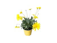Euryops krzew - don. 14 cm