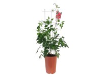 Milin Mini Patio wys.90cm