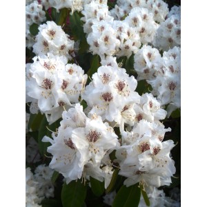 Kwitnąca roślina t.b.t. z białymi kwiatami i brązowymi akcentami.