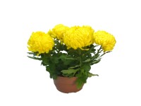 Chryzantema (Chrysanthemum sp.) Listopadowa - don. 17 cm