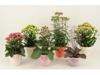 Żyworódka (Kalanchoe sp.) don. 14 cm