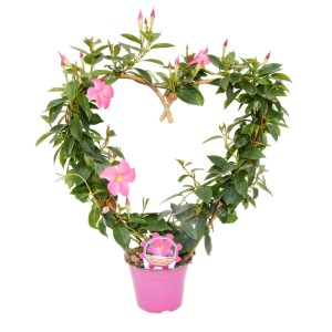 Mandewilla Rio pleciona w serce don. 14 cm
