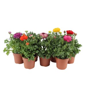 Jaskier (Ranunculus) mix - don. 11 cm